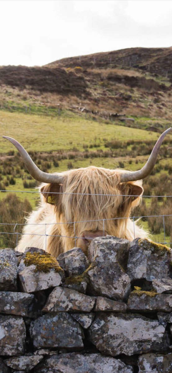 Bully Boy behind The Wall? Go #MarSchindler                                            #dartzn #ElmarPaulke #DAZN_DE