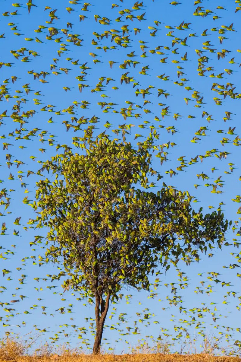 jennyeather's tweet photo. A tree full of budgerigars neat Alice Springs. #photography by Charles Davis who took 4 days to get this shot> ‘You can’t imagine the noise: surrounded by this swooshing, it’s like being in a helicopter with no exit. It’s cold when they fly on top of you, they move that much air. https://t.co/GfHj5qOxyK