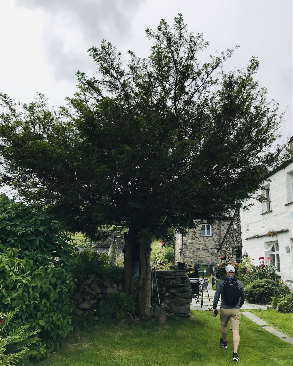 energyisle's tweet photo. Did you know that there are ancient yew trees that are 1,000’s years old? These amazing #trees can be found in churchyards and woodlands across Europe and are a true testament to the power and resilience of nature. #yewtrees #ancienttrees #nature" https://t.co/xereBk4osl