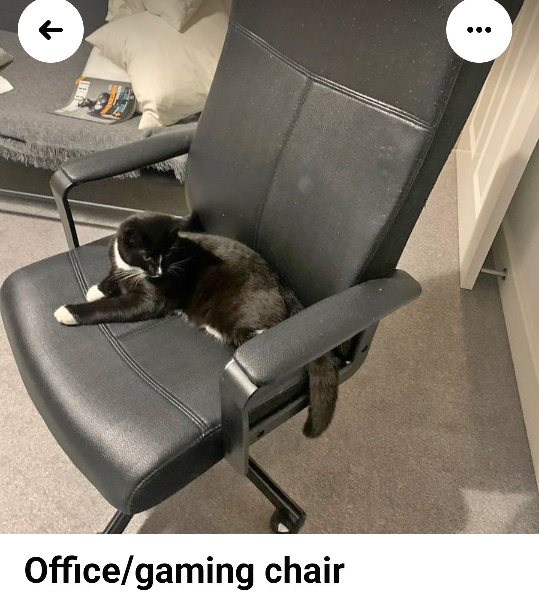 Meow😺 tweet media