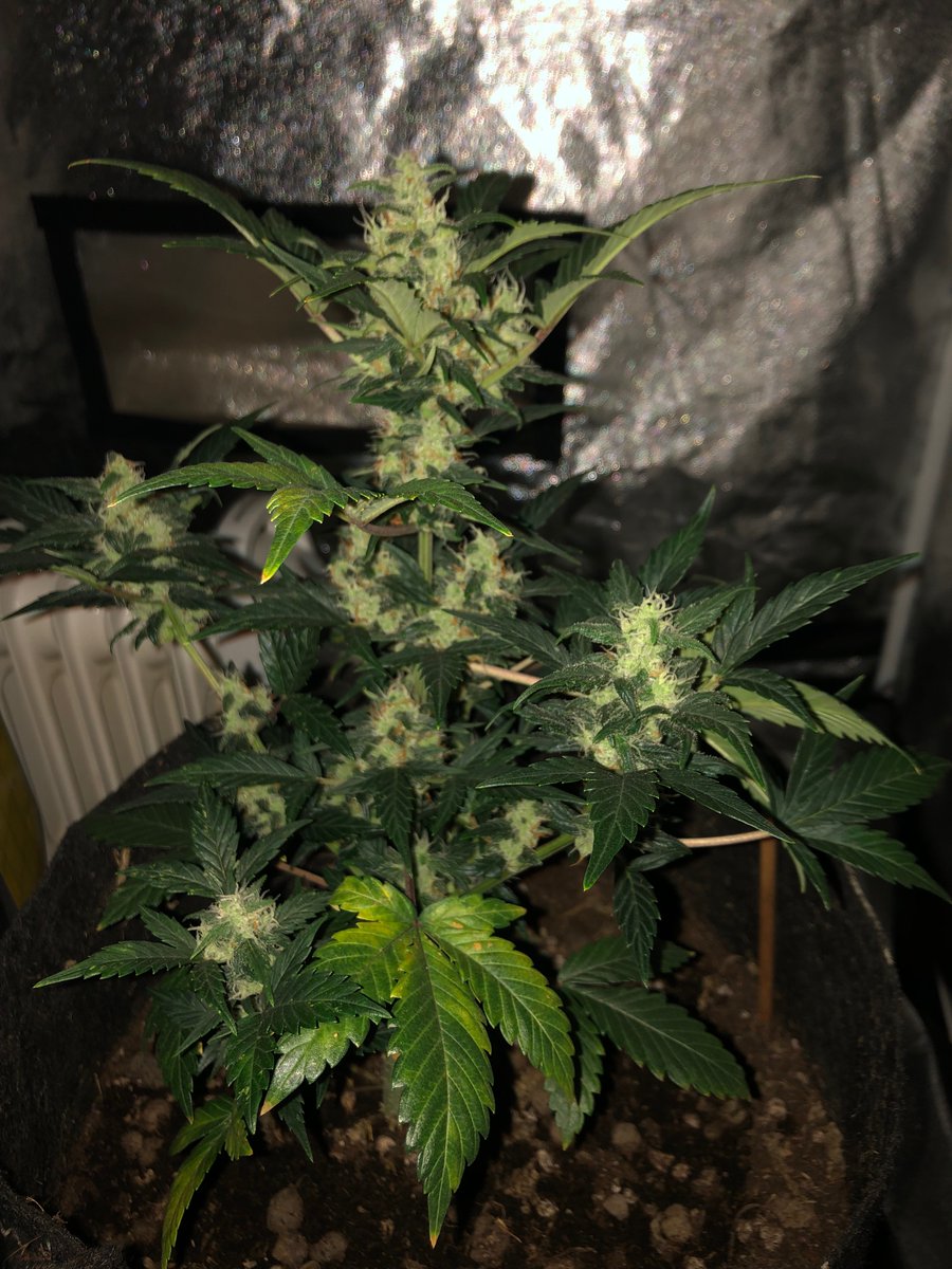 darkrocky69's tweet photo. @royalqueenseeds End of  flower for this little diesel dawng auto. Stunned I think due to over fertilised medium maybe, smells of rubber and berry Jam 💨💨💚 https://t.co/ALzTpAXwq5