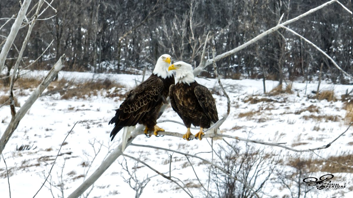 Not what I set out to see today when I went flying, but certainly cool to get some shots of these guys. 

(Nice to have a drone with some decent zoom to not disturb/get attacked by these guys)

#DJIMavic3
