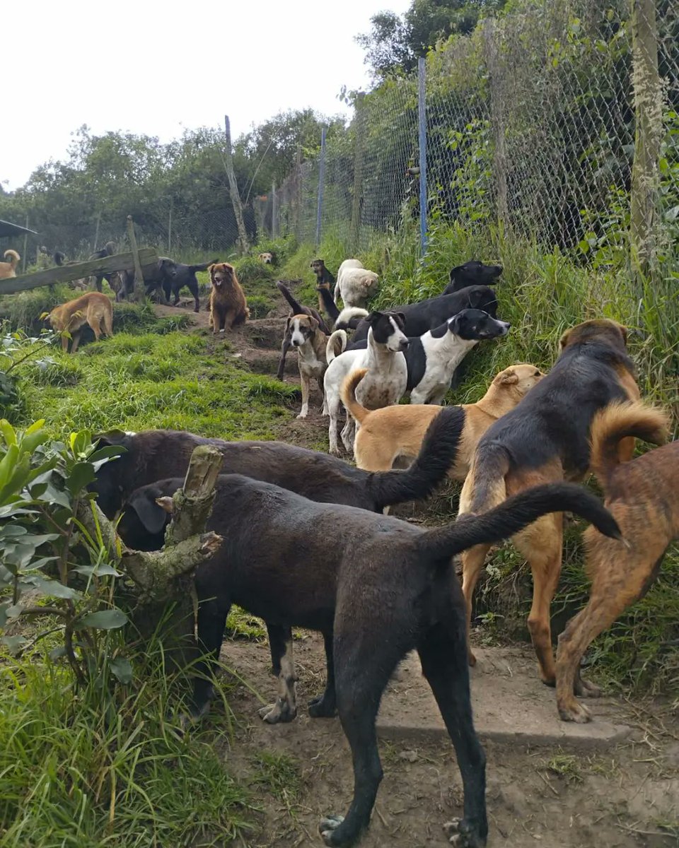 FundacionLucila's tweet photo. Se nos acaba el ALIMENTO 🆘

Tenemos alimento hasta el 1 de Enero 😔. No tenemos reservas y las cuentas están en 000... Recuerden que nuestros perritos se comen 5 bultos de 30kg diarios 🆘🙏🏼 y subsistimos 100% de donaciones. https://t.co/Jlv5mLO3AM