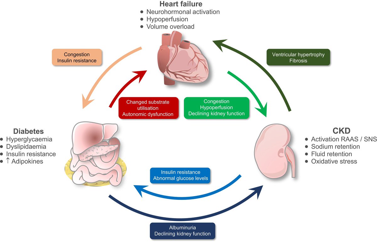 ApoThera's tweet photo. Cardio-renal-metabolic interaction. Various mechanisms in #diabetes , #HeartFailure , and #CKD contribute to the progression of organ dysfunction &amp; influence the prognosis of patients
https://t.co/AmvLoreZ7D
#ClinicalPearl #CardioEd #MedTwitter #NephTwitter #Cardiotwitter #MedEd https://t.co/8o1xQTGV0W