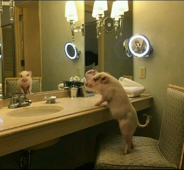 Porquinho se perguntando se vale a pena tanta humilhação por um diploma 😔🐽