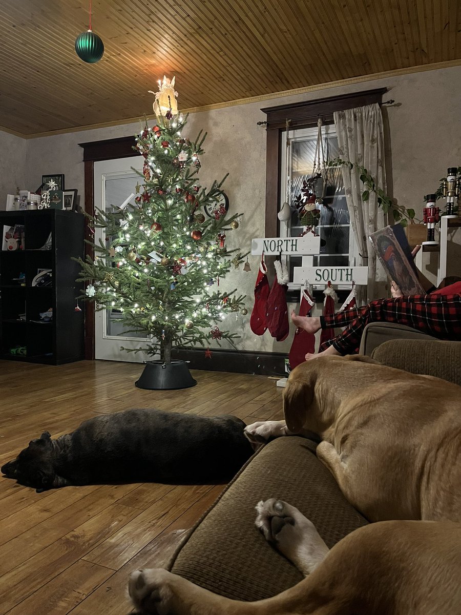 jjpsays's tweet photo. @DannyDeraney @Crosbydoggy Duke and Storm on Christmas Eve https://t.co/gtINgth9rd