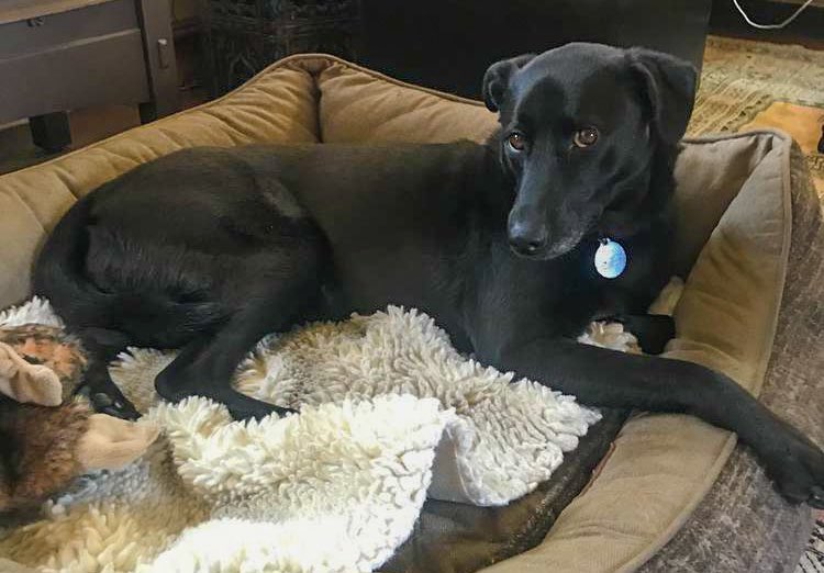 Momma puts me in de car dis moning to go to de park, an den de car start barking dat someting is wrong!  Momma cans not get de car to calm down, even tho I gibs it a biskit, and den de whole ting jus flash on an off and den it play dead. We has it taken away to de car vet.