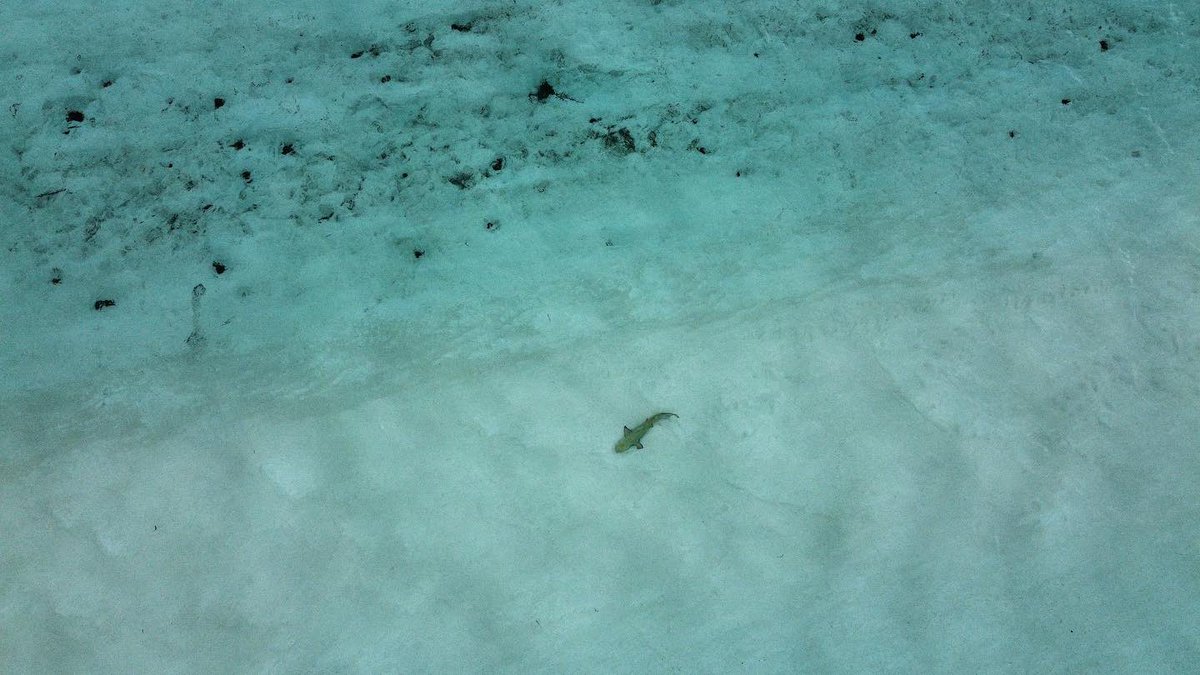 Day 3 drone shots of Exuma! #LUFC #BeTheSunInJakarta #GlassOnionKnivesOut #exuma #photography #livinthedream #Bahamas #ocean #bluewater #sharks #beautiful #chasinlunkers #freshnsalty #foryou #checkin