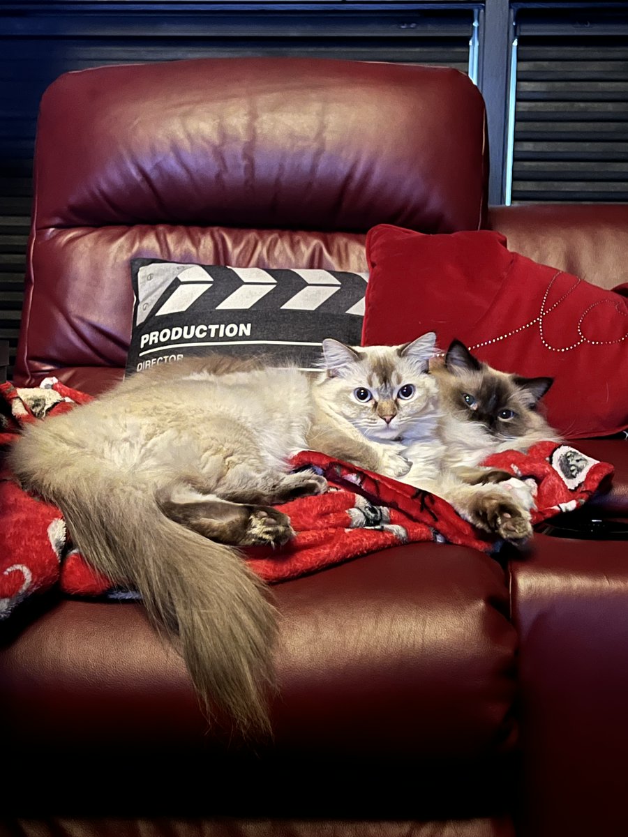 I finally got what I wanted for Christmas… A two headed cat! Haha #bestfriends