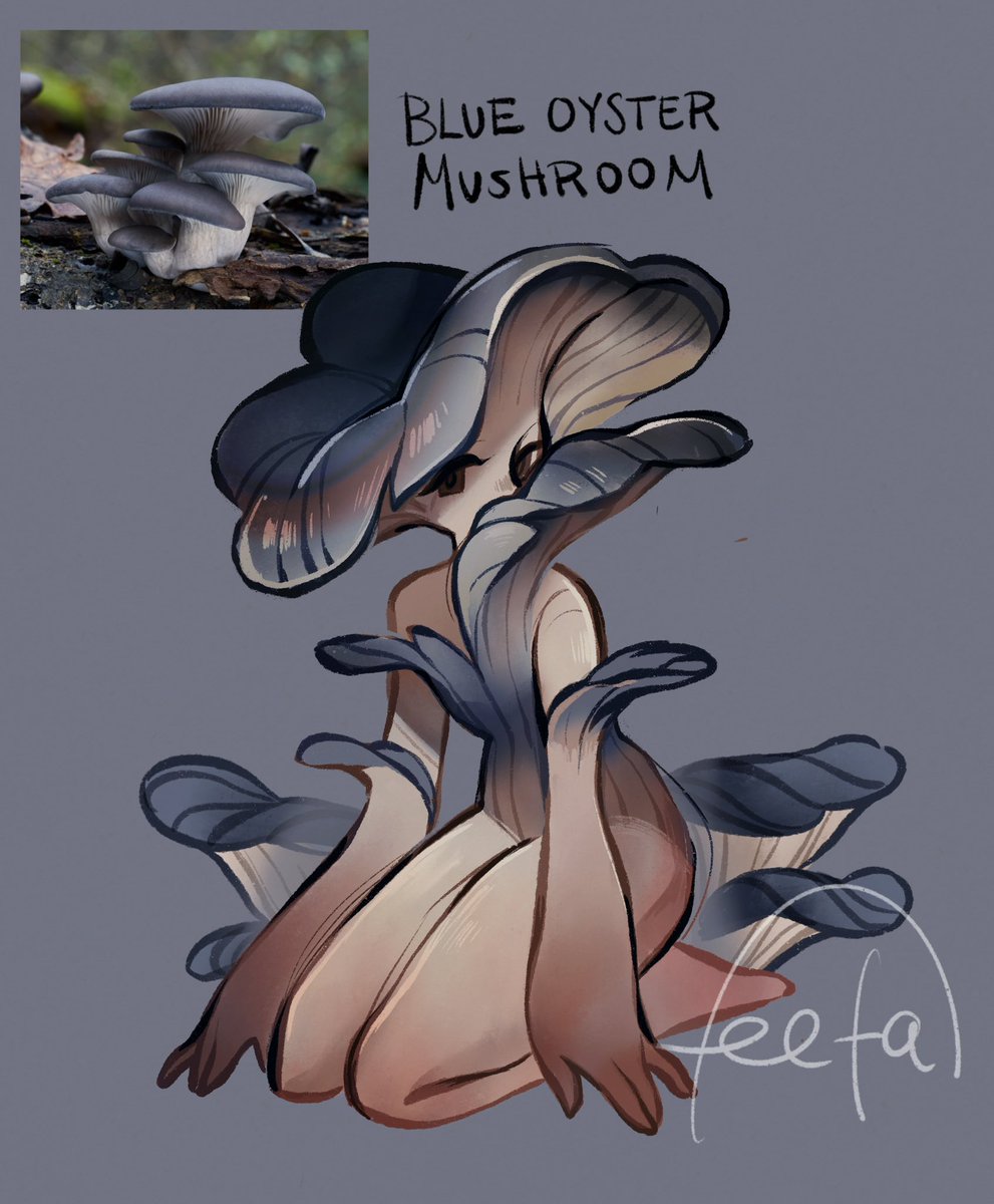 Blue Oyster mushroom, delicious and elegant
