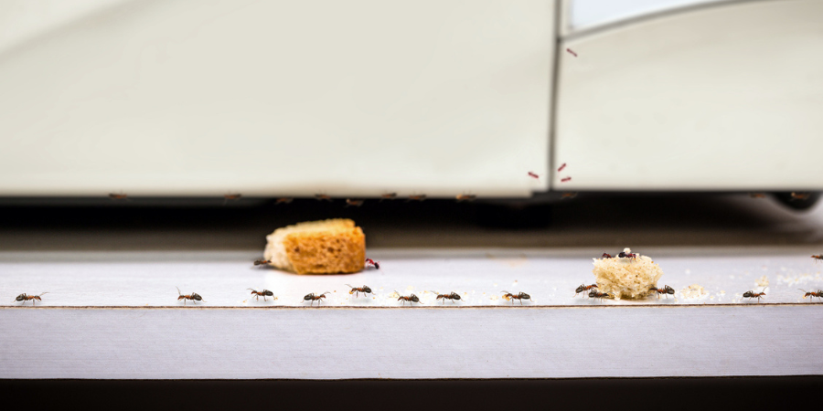 HomeTeamPestDefense tweet media