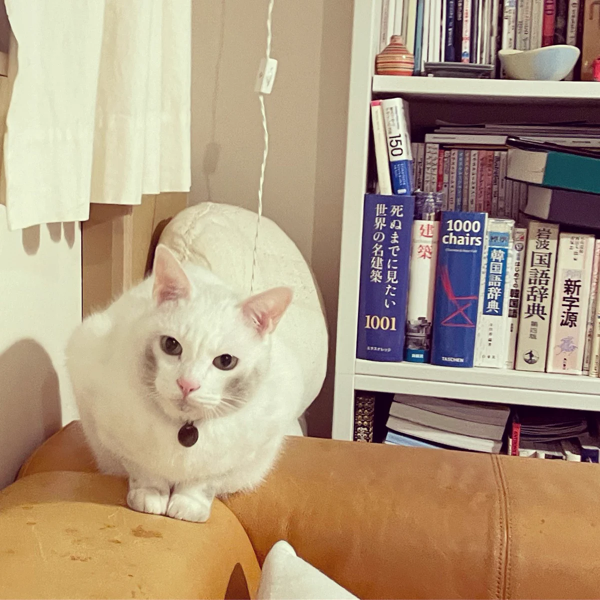 なんだかワイルドになった！？突然彫りが深くなった猫。