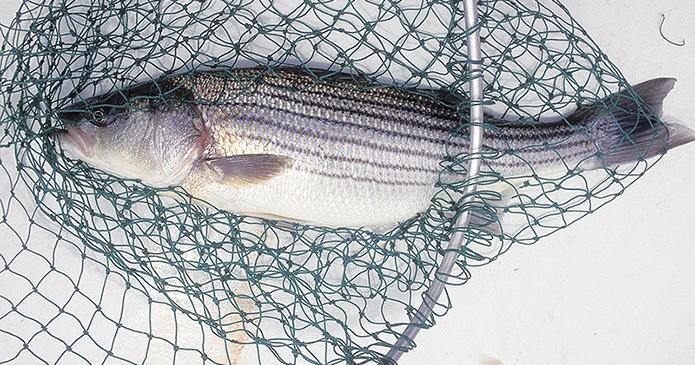 “There's too much mortality in the #ChesBay on males &amp; subadult females owing to the interaction of warming, hook &amp; release mortality, &amp; disease. Summer has never been a hospitable time 4 these individuals, but it’s gotten considerably worse” ~ <a href="/SecorLab/">Secor Lab</a> conta.cc/3VSWjwy