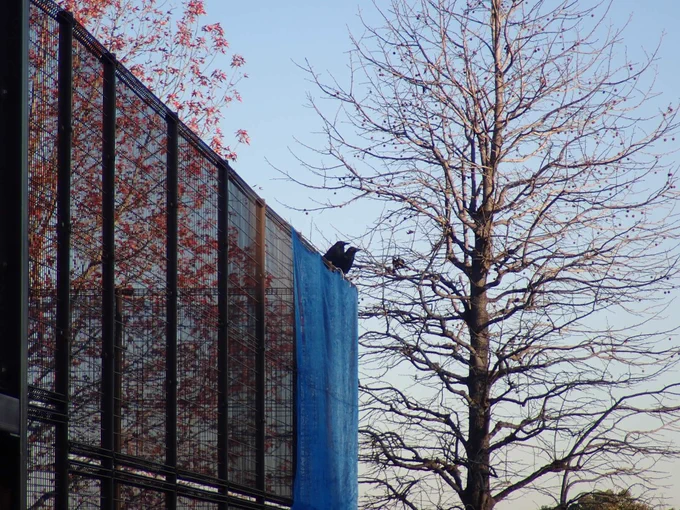 カラスが2羽フェンスの上でまったりしてるなーおっ?1羽とんだと思ったら寄り添ってて可愛かった… 