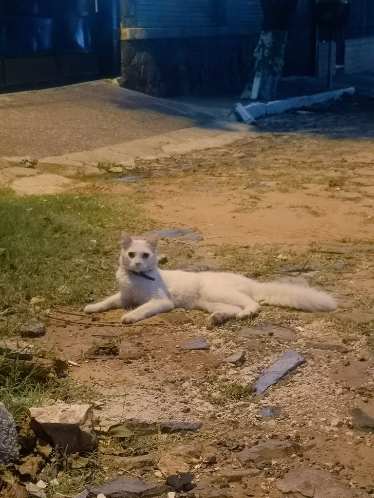 angelicagesama's tweet photo. #AHORA Hace 15 días aparecieron dos gatos, uno blanco (foto) y otro negro (corrió de mí) en Barrio Cerro Corá de Lambaré.

Se ven bien cuidados y ambos tienen el mismo collar. Se mantienen juntos y no se separan.

@koalandeMichi RT para que su Karen los encuentre 🥺 https://t.co/RbkRoBibCJ