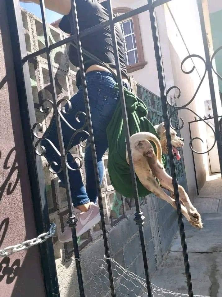 DiloConPerritos's tweet photo. Ella es un ángel, se brincó la barda para rescatar a esta pitbull abandonada, que aunque se reportó 
a las autoridades locales, no hubo respuesta, por lo que se decidió hacer un rescate ciudadano, para darle una vida digna a esta perrita. https://t.co/fqz4UbAj2d