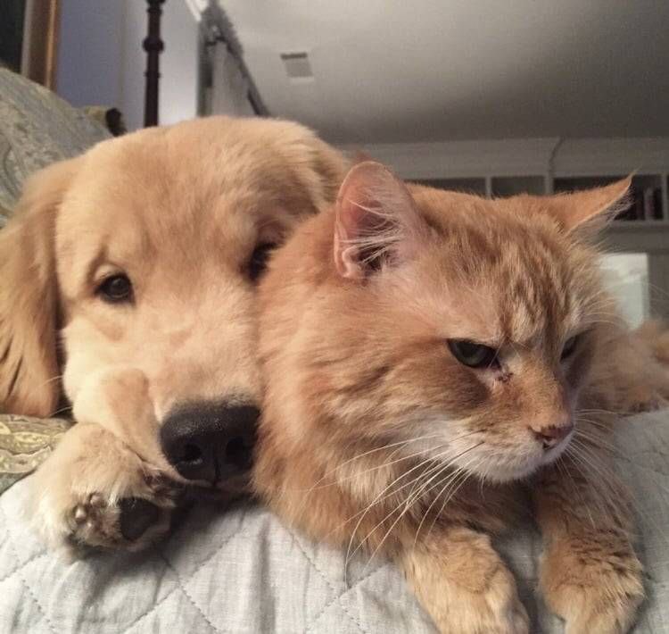 georgecatfound's tweet photo. https://t.co/LsGjrhUxXi