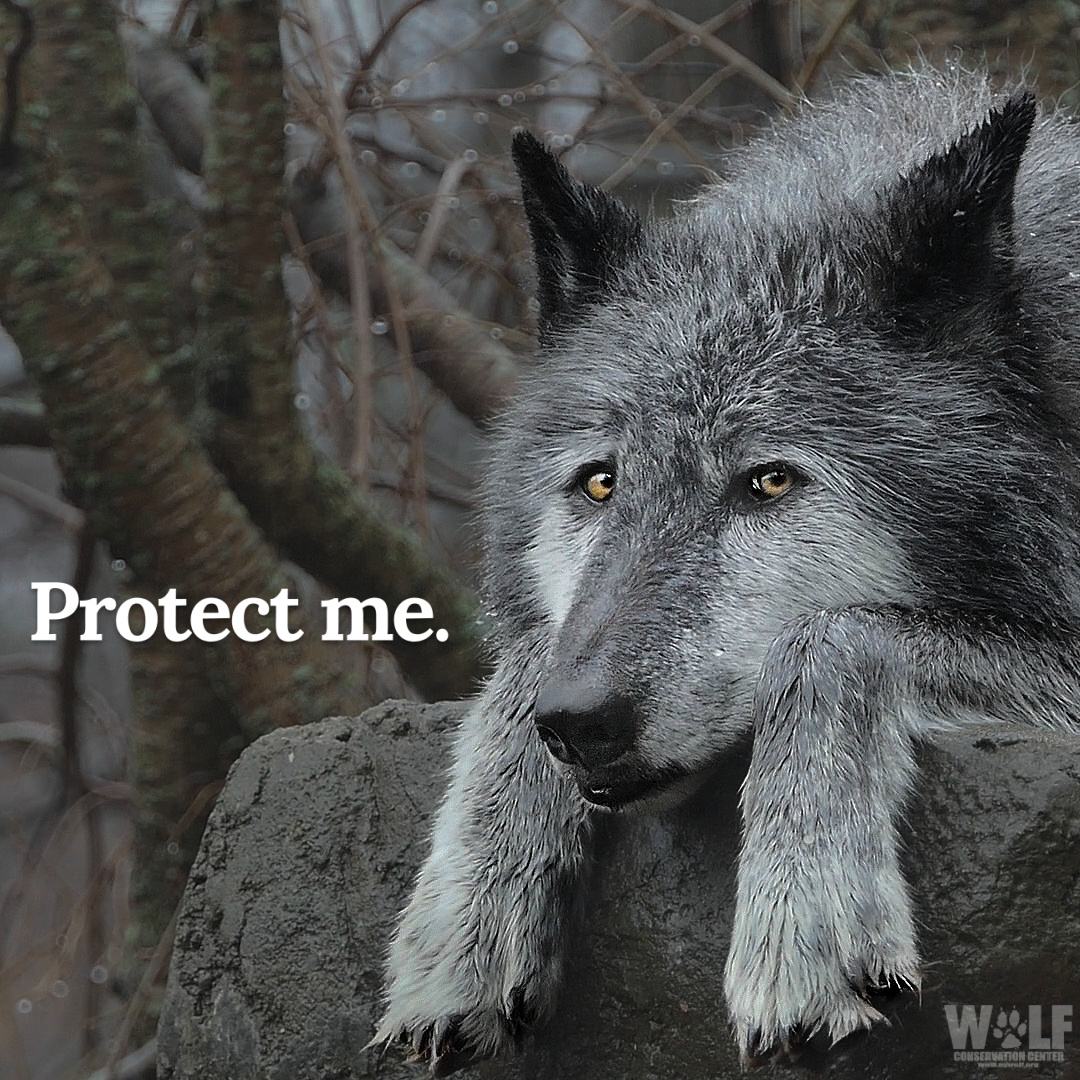 Wolf Conservation Center on Twitter "The death toll continues to rise