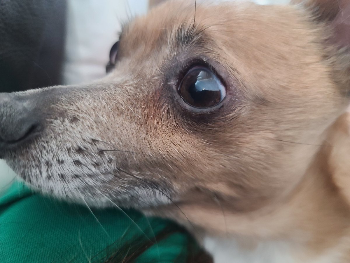 DocsBenandErin's tweet photo. That look when your vet says, "All we have left are his anal glands"....
#heartlanddocs #docsbenanderin #DogsofTwittter https://t.co/ABIeaHMyjI