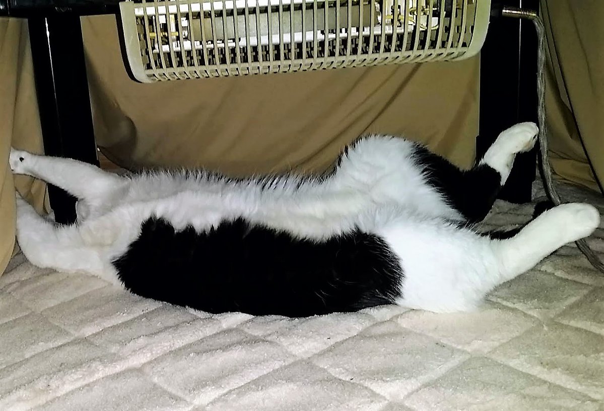 ねこのちくわ Wchi Cat Twitter
