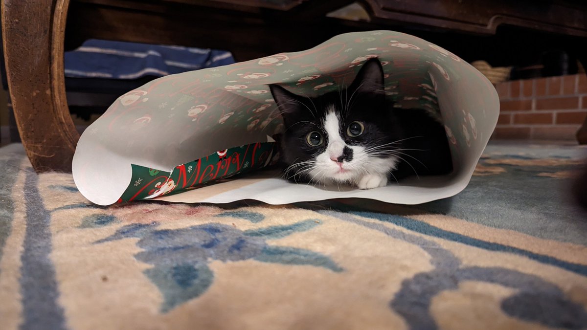 mlwagaman's tweet photo. @bunsenbernerbmd Newly adopted from the county's shelter, Tofu! https://t.co/CnpL5tgfth