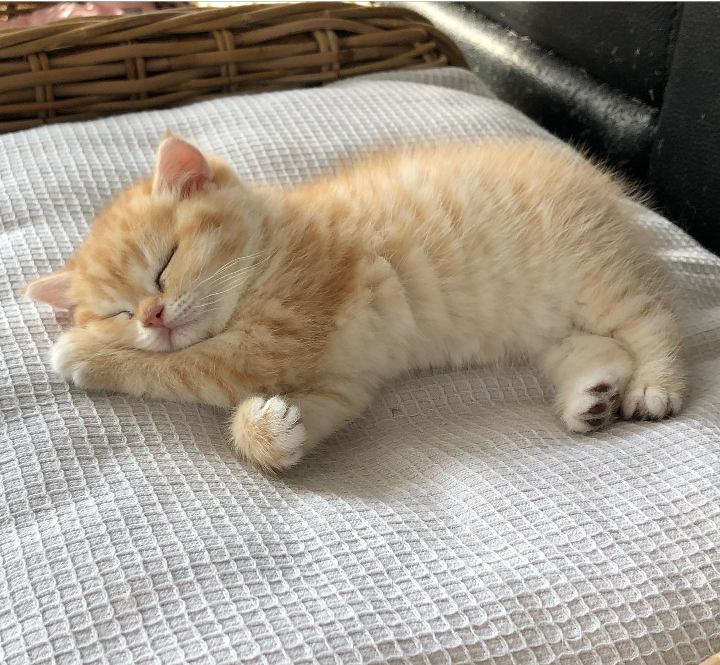 Bulu Bulu Kehidupan рџ ірџ ѕ On Twitter Pagi Https T Co Lgtskdgkwj