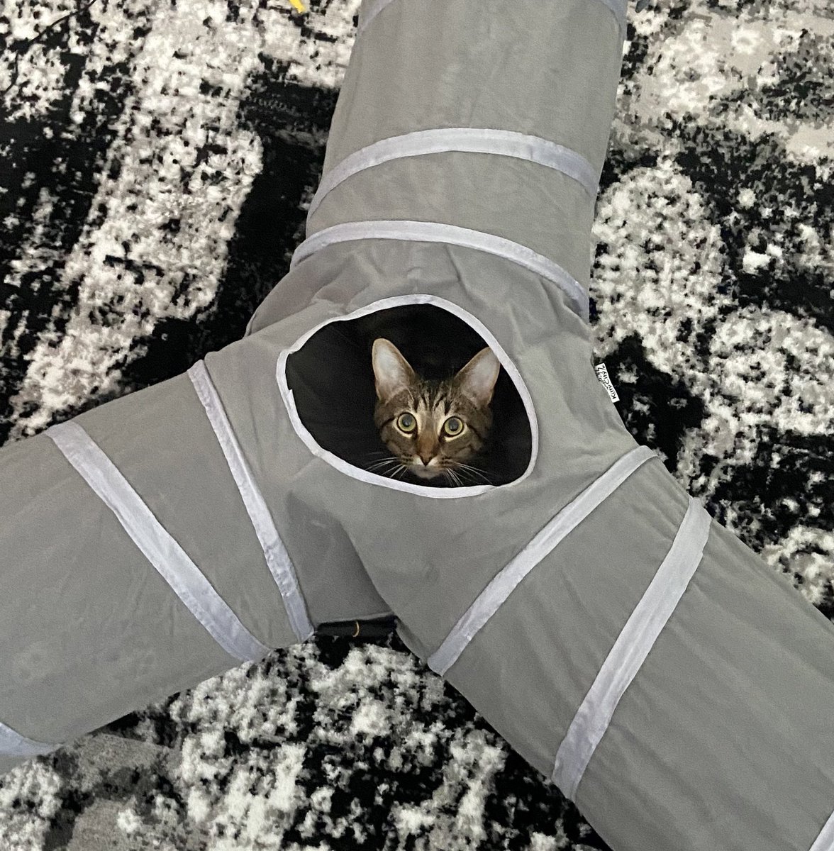 Kaci_Whitehead's tweet photo. @literallymecats My baby has surgery tomorrow 🥺 https://t.co/RfzzuniSpY