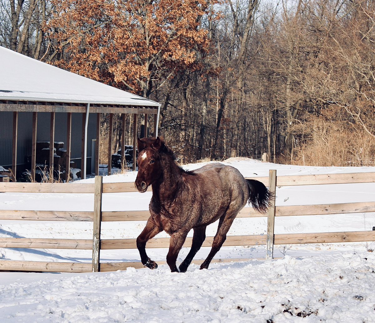 dallyyAllyy's tweet photo. Roany pony is growing up and filling out in all the right places😍 https://t.co/ADBVHsgJLk