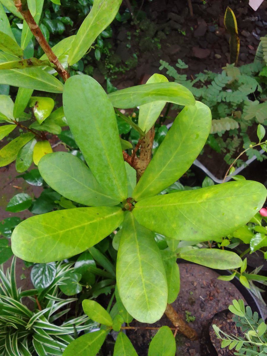 bahqrigarden's tweet photo. #ficusretusa #arajejawi https://t.co/ULPyvOVYDC