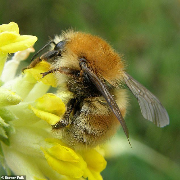 TheNorskaPaul's tweet photo. Endangered species of bumblebee spotted for first time since 1978 at south Devon's #PrawlePoint 😳
The Brown-banded #CarderBee lives in open grasslands rich with flowers. Conservationists hope that flower-rich 'super-highways' will save the species & I do too as lovely 🐝☺️🍯 https://t.co/1Dzo4Q2e70