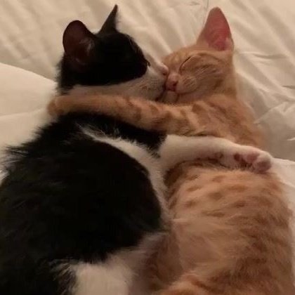 yangyang as cats! tweet media
