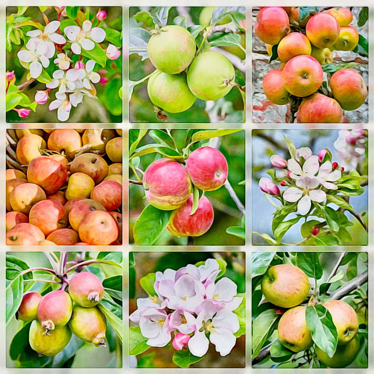 Twelfth Night, 5th or 6th January, is a traditional time in the cider-producing counties of England, to “wassail” the apple trees and wish them good health. It is hoped this will bring good luck, and encourage them to produce a plentiful crop in the #NewYear. #FolkloreThursday