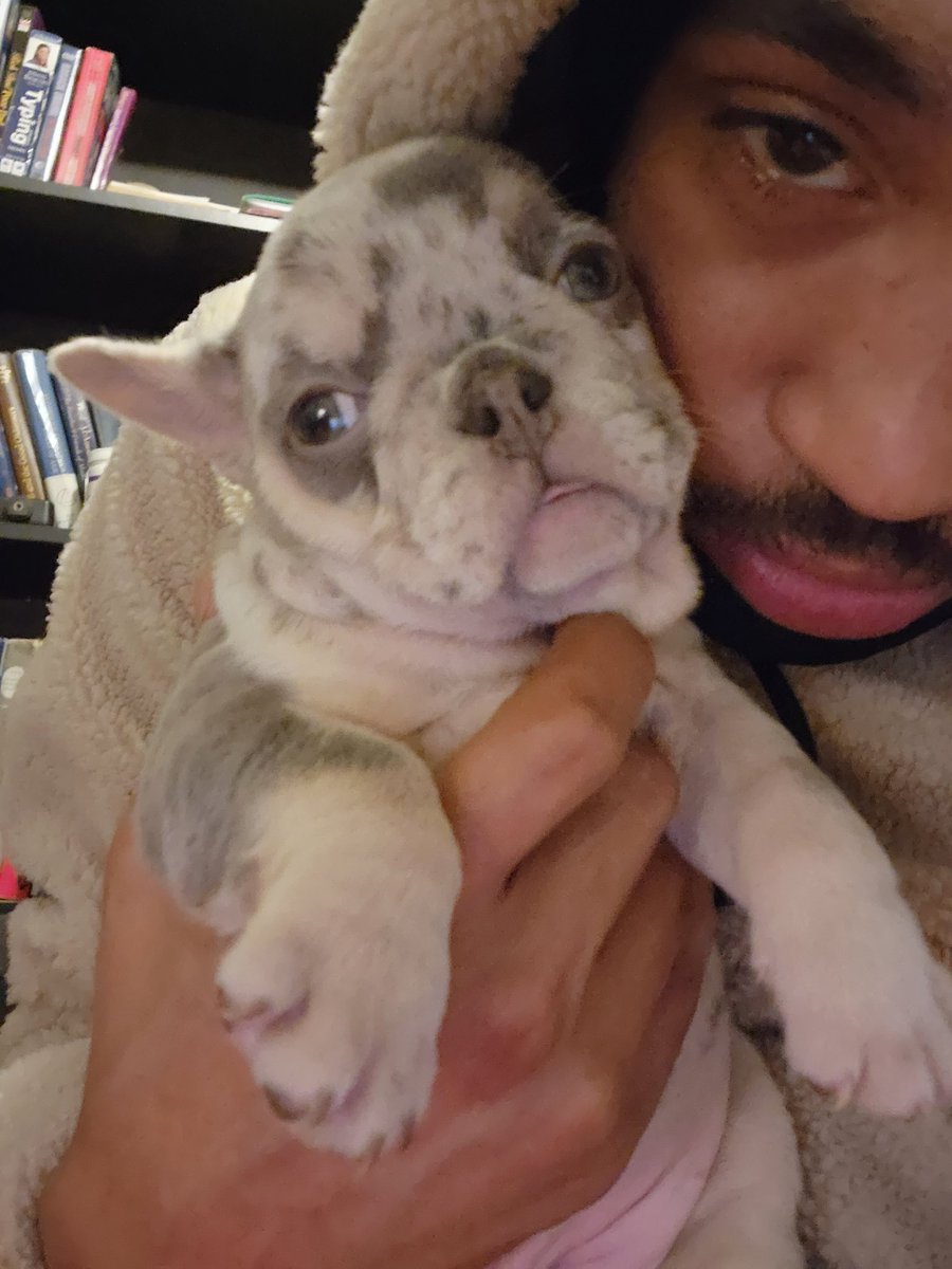 QLokoMotionPics's tweet photo. #Frenchies looking for a forever home.. DM if you or someone you knw is looking. 👀🤍🐶 #FrenchBulldogs x #DMV 📍 https://t.co/MPbzlZkgLz