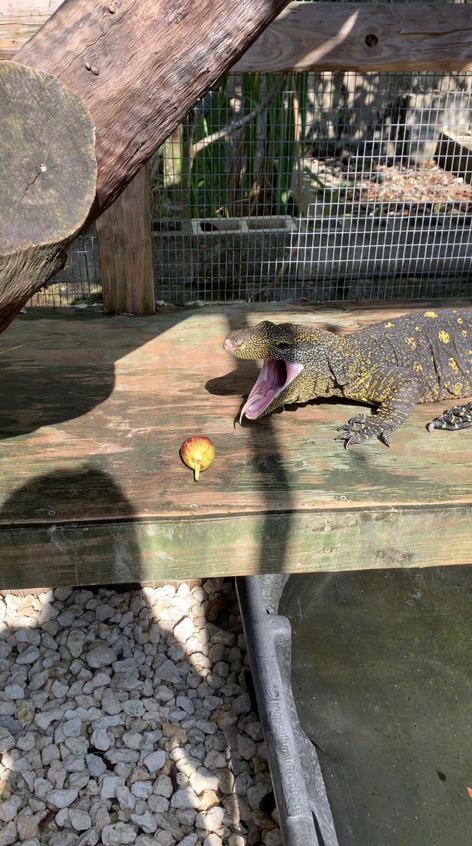 SCrutchfield8's tweet photo. TOM: “I believe croc monitors are fruit bat specialists and probably eat figs in the wild too”
ME: ***buys figs***
CROC MONITOR: 😖
#animals #reptile #reptiles #lizard #lizards #crocmonitor #monitorlizard #fig #fail https://t.co/E1L43keLrE