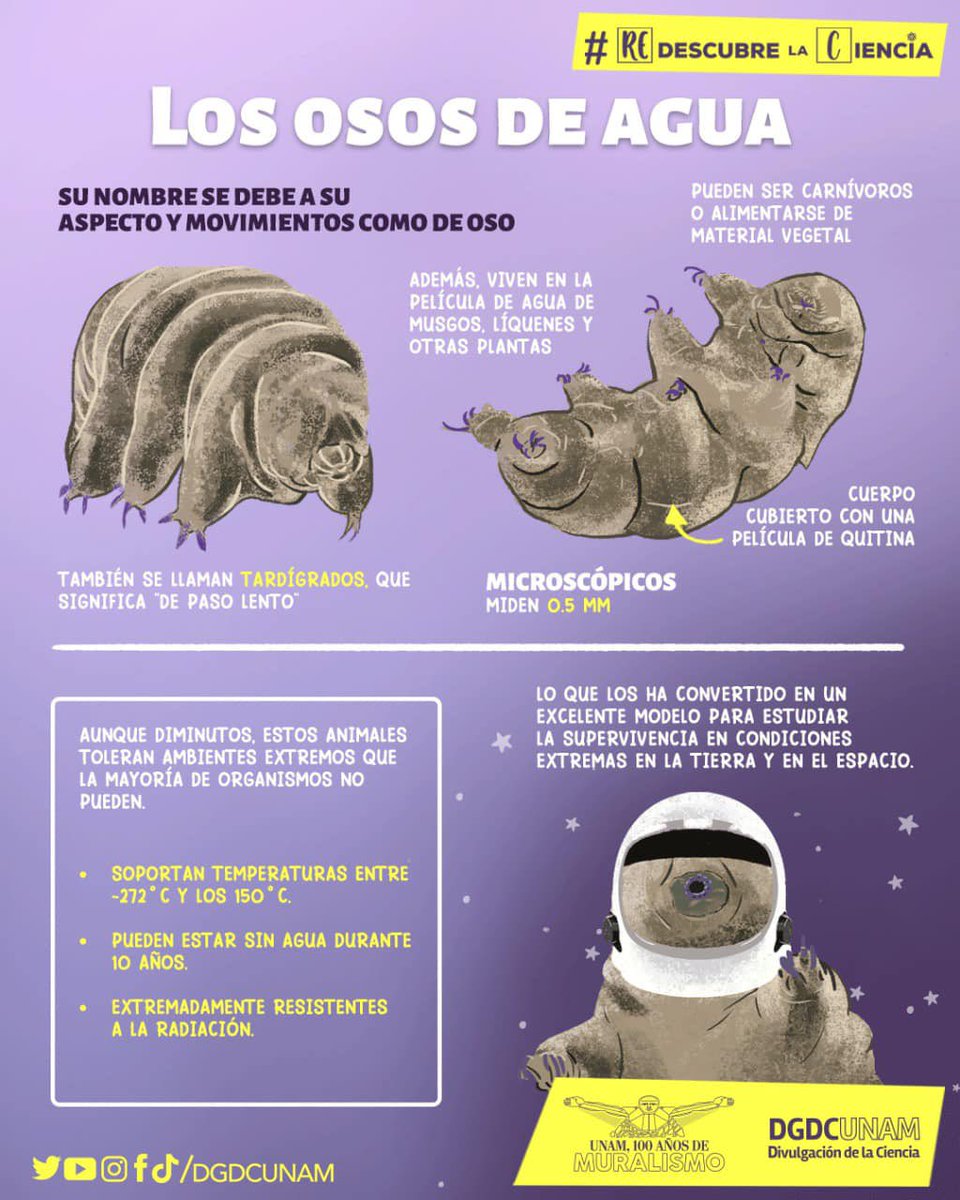Microscópicos, pero poderosos⚡️

Conoce a los tardígrados, los diminutos animales que pueden sobrevivir sin agua ¡hasta diez años!😱
