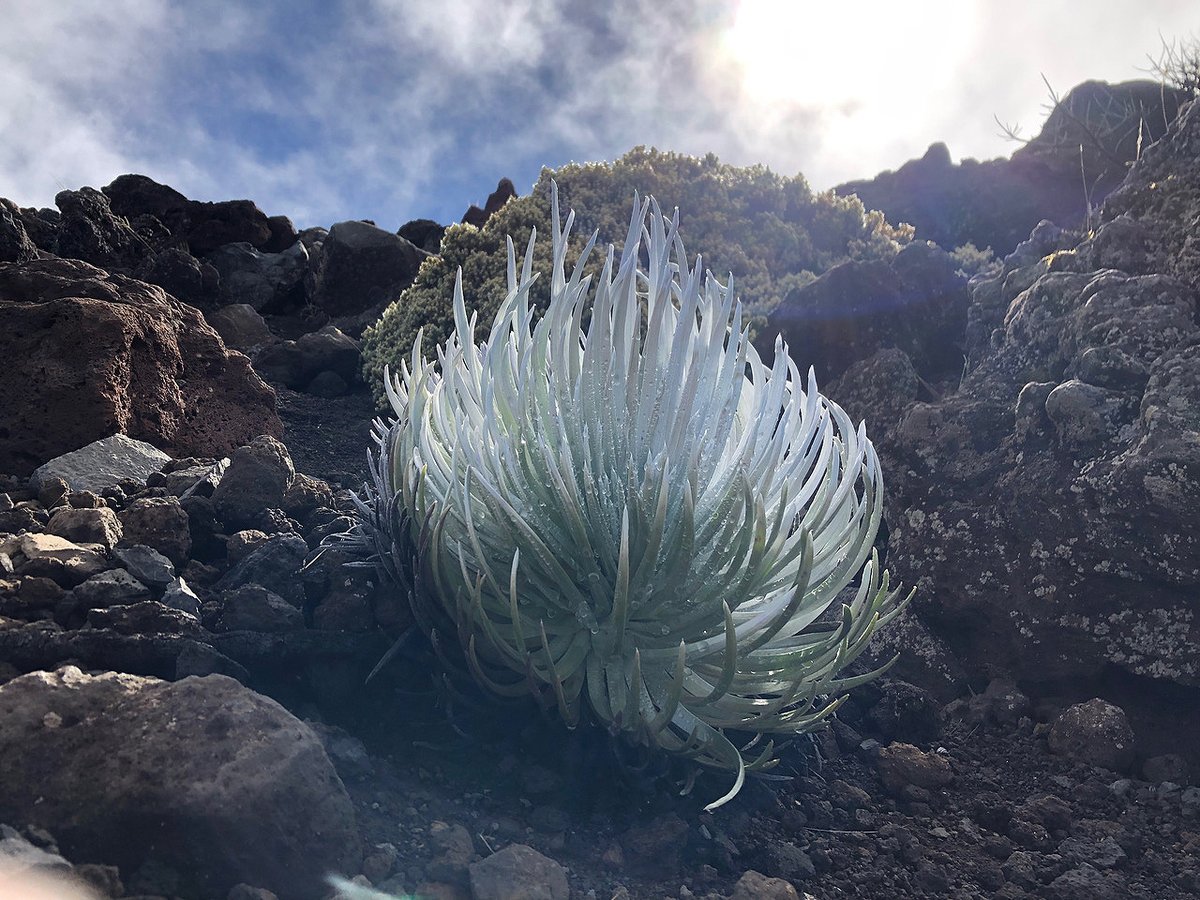 HIPacParks's tweet photo. It's a tuft of hair?
It's a steel sculpture?
Hint: it grows on the highest slopes of the great volcano #Haleakalā on the island of #Maui. Its ancestor was from the sunflower family!
A retweet with the right name, Hawaiian or English, gets YOU a retweet, too!
#WhatCanItBe https://t.co/l11Qb9fshs