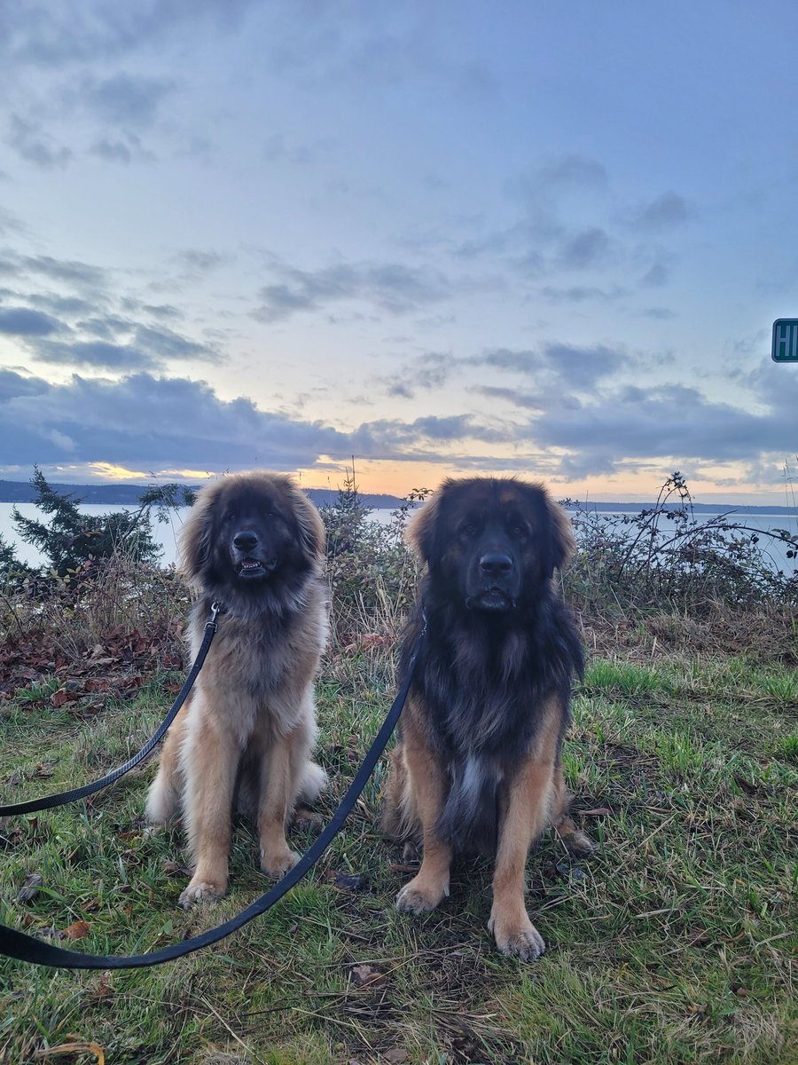 And then we were 2. Introducing my new brother Torin! He just traveled across the entire United States from Florida to Washington to join our family! #DogsOnTwitter