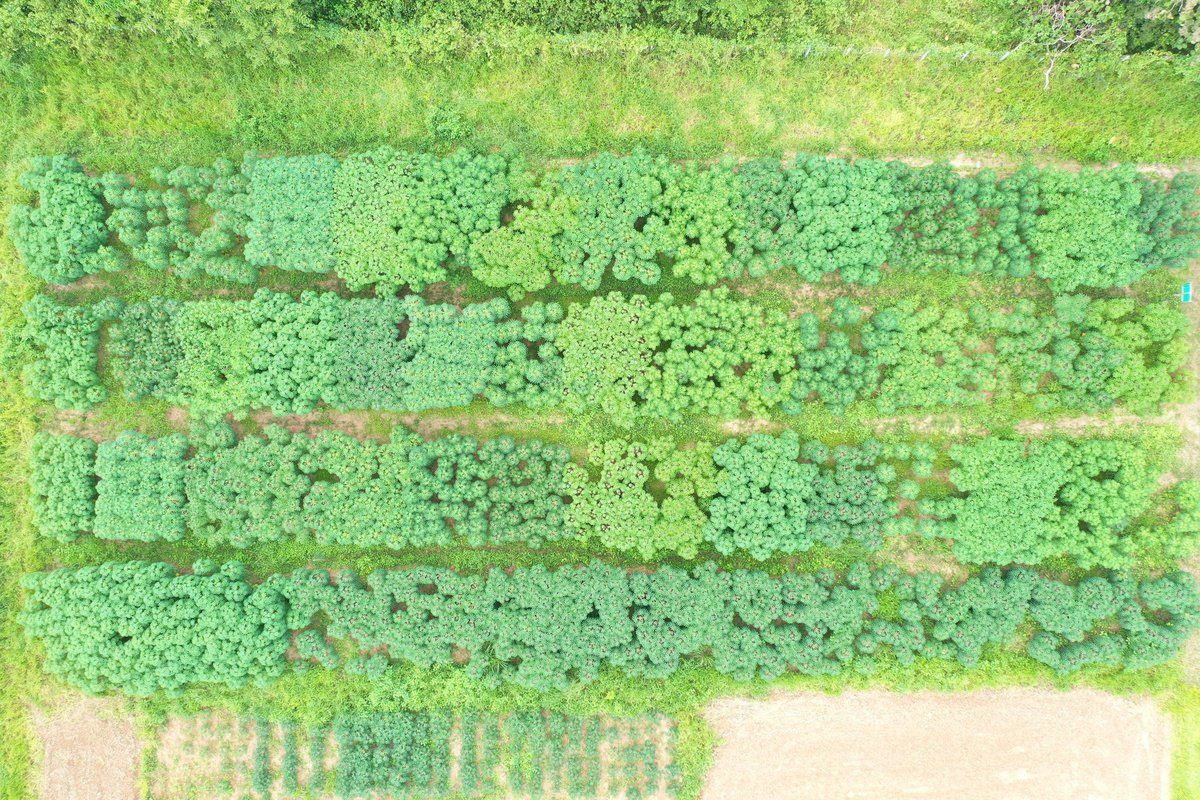 CassDiseaseAsia's tweet photo. #Cassava #yield trial at #NAFRI π±π¦
#CMDResistance #StarchYield #PlantType #tradeoff
15th Aug; 28th Sept; 16th Dec; 28th Dec.
@BiovIntCIAT_eng @ACIARAustralia @ImranMalikWA @XiaofeiZhangcn @IITA_CGIAR @CGIAR_EiB https://t.co/xl4fE4k3Dx