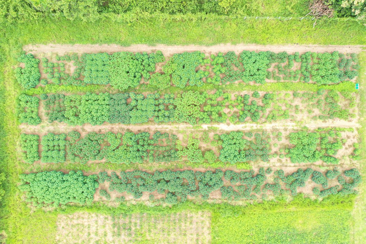 CassDiseaseAsia's tweet photo. #Cassava #yield trial at #NAFRI π±π¦
#CMDResistance #StarchYield #PlantType #tradeoff
15th Aug; 28th Sept; 16th Dec; 28th Dec.
@BiovIntCIAT_eng @ACIARAustralia @ImranMalikWA @XiaofeiZhangcn @IITA_CGIAR @CGIAR_EiB https://t.co/xl4fE4k3Dx