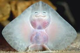 มง มง มง มงเท้ง มง ◡̈ tweet media