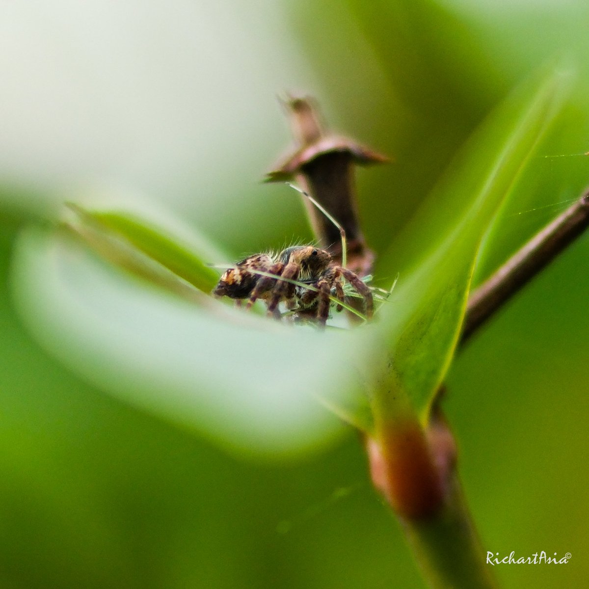 richartasia's tweet photo. One lens to rule them all... 😆 shot with EF300mm f4L macro mode on Fujifilm X-H2 natural light #fujifilm #xh2 #ef300f4l #telemacro https://t.co/xeysycwKco