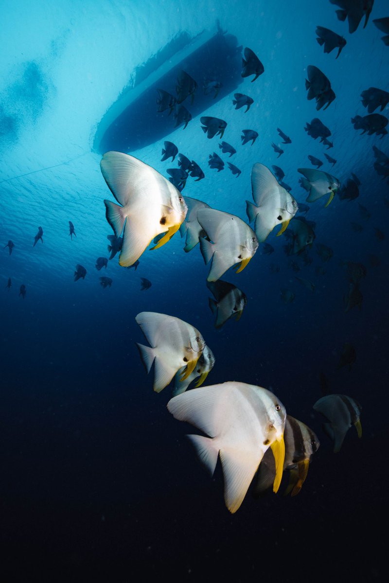 How do schooling batfish (Platax) manage to be idle so much of the time? Herbies usually have to feed frequently. Caribbean grunts are also idle but they're waiting to feed in lagoon at night. Is this a clue? We know very little about them. <15 relevant studies. IG peteuwater