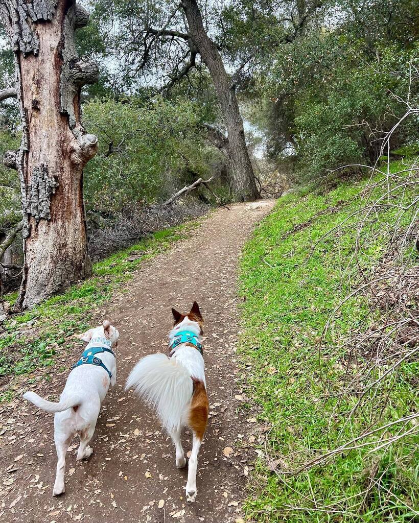 Libbylowrider's tweet photo. 2023…..here we come.😅🤞
.
 #hikingdogsofinstagram #eaglerock #muttsrule #bestdogsever #adoptdontshop #rescueismyfavoritebreed #optoutside https://t.co/hSevQVB5FO https://t.co/v57Ilo4ep6