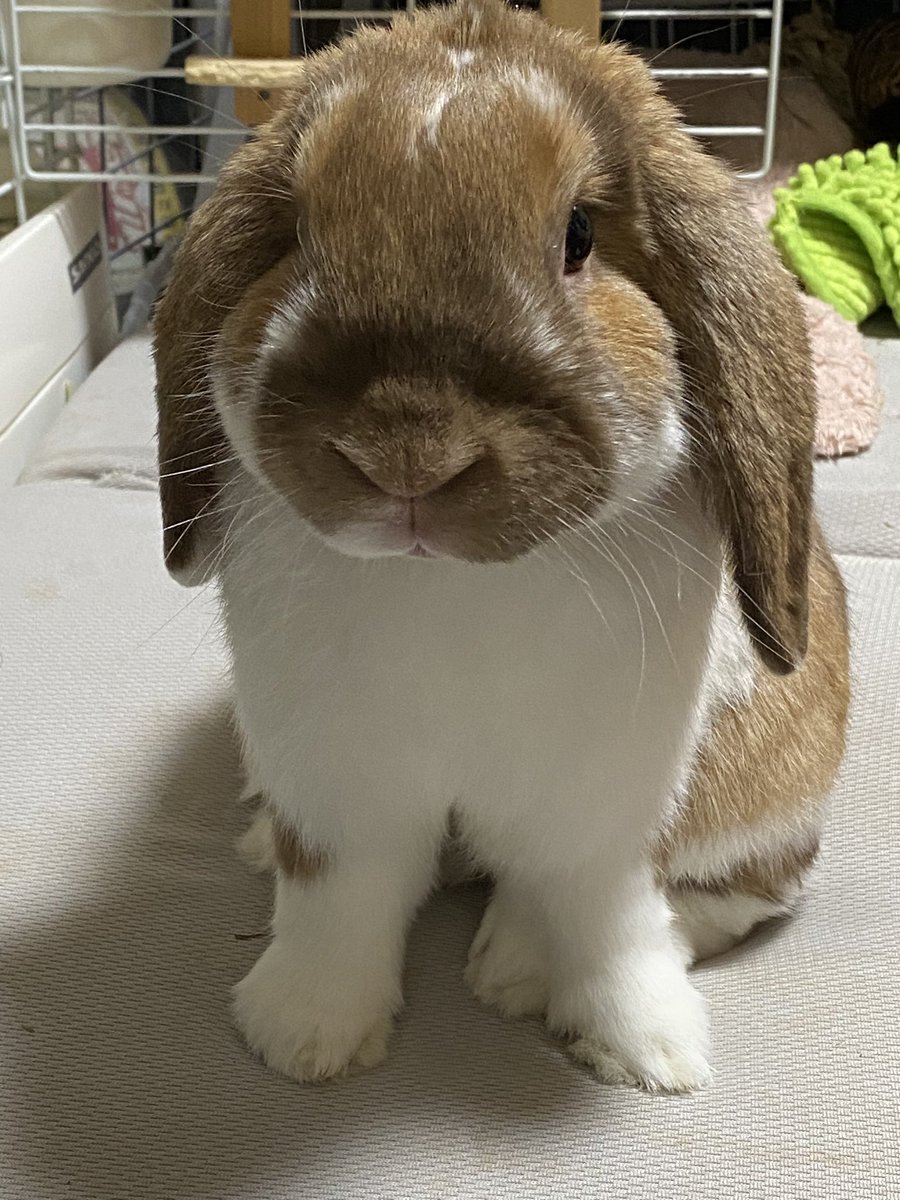 おやつはまだでしか？