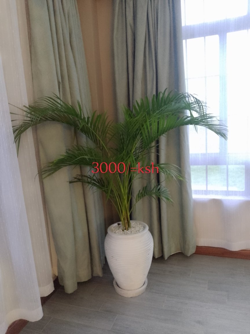 xiLasila's tweet photo. Supply of potted indoor plants.
Contact Ecoscape solutions 
Ecoscape Solutions
0790412118
https://t.co/WHJVWNJccb
#AGAAonMoneyLaundering
#KawiraMwangaza 
#formniaroladental 
#MainaAndKingangi 
#EablFestiveOffer https://t.co/SXD11BwA6D