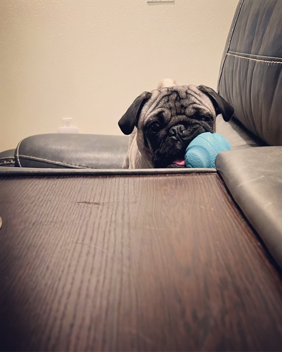 GeneralRoscoPUG's tweet photo. Dis my ballβ¦. That is all π #pugplay #Pugsoftwitter #puglove #puglife #pugs https://t.co/02C3YMEUyv