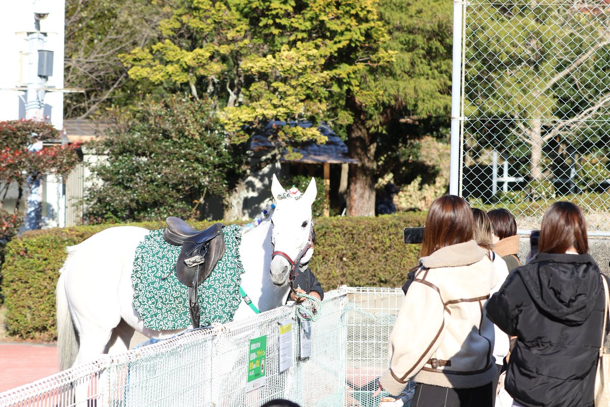 今日も全レース誘導業務。来年、誘導の仕事が板について着始めた矢先に急逝したブラゾンドゥリスに替わる後輩が入るといいんだが……