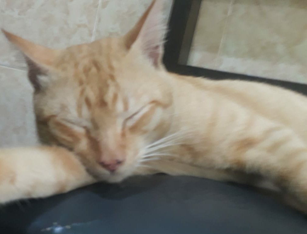 Little_Pootis's tweet photo. @cedavies79 @clairesweeney @Roblox @natonlinesafety This cat is not agree with this https://t.co/wYXgVVJP9m