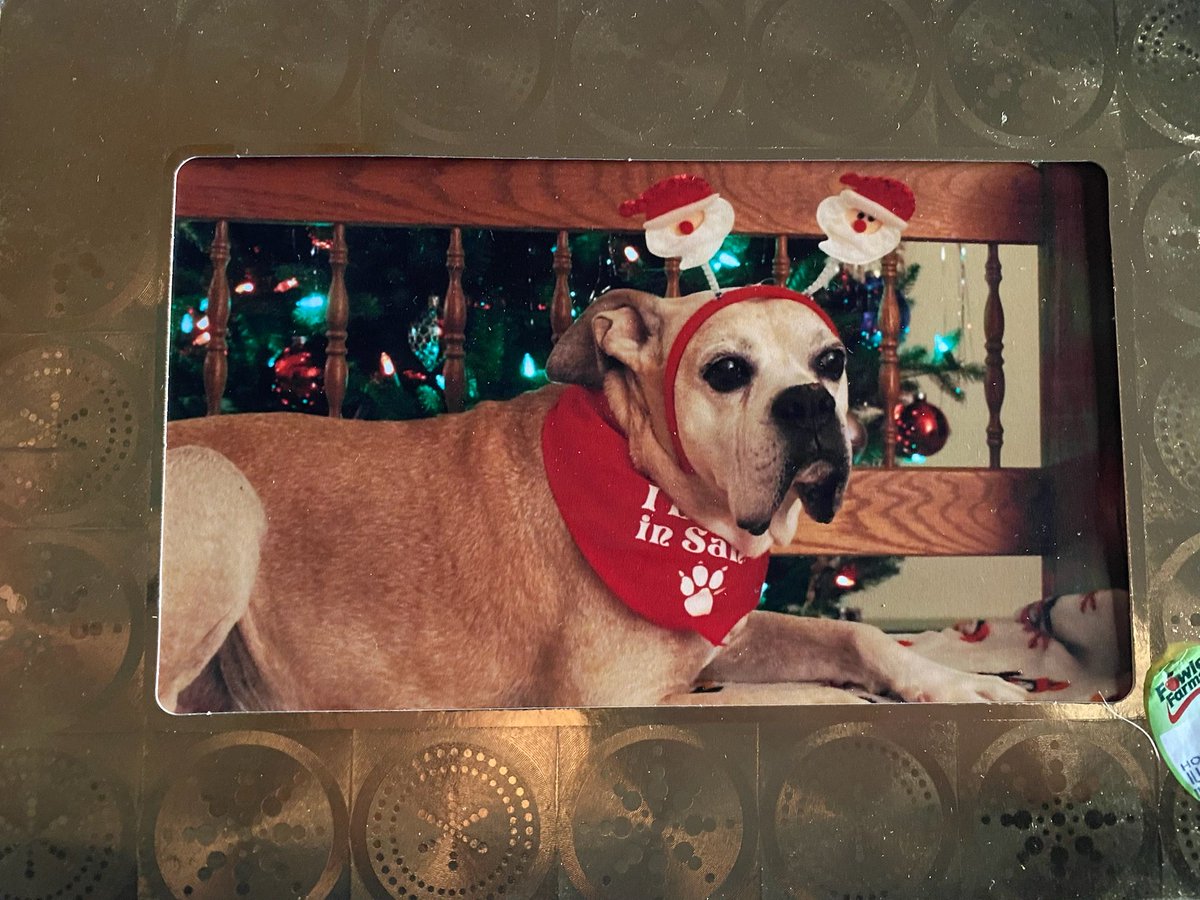 adopt_boxer's tweet photo. We love seeing our srs living their best lives. Tug is one of or favorites. We have so many srs getting overlooked. They may not be perfect, but they are sweet &amp; deserve a great home. #adoptdontshop #srsrule #AARP #boxerdoglover #homefortheholidays #boxer #rescuedogs #rescue #dog https://t.co/zEYjpH4qN2