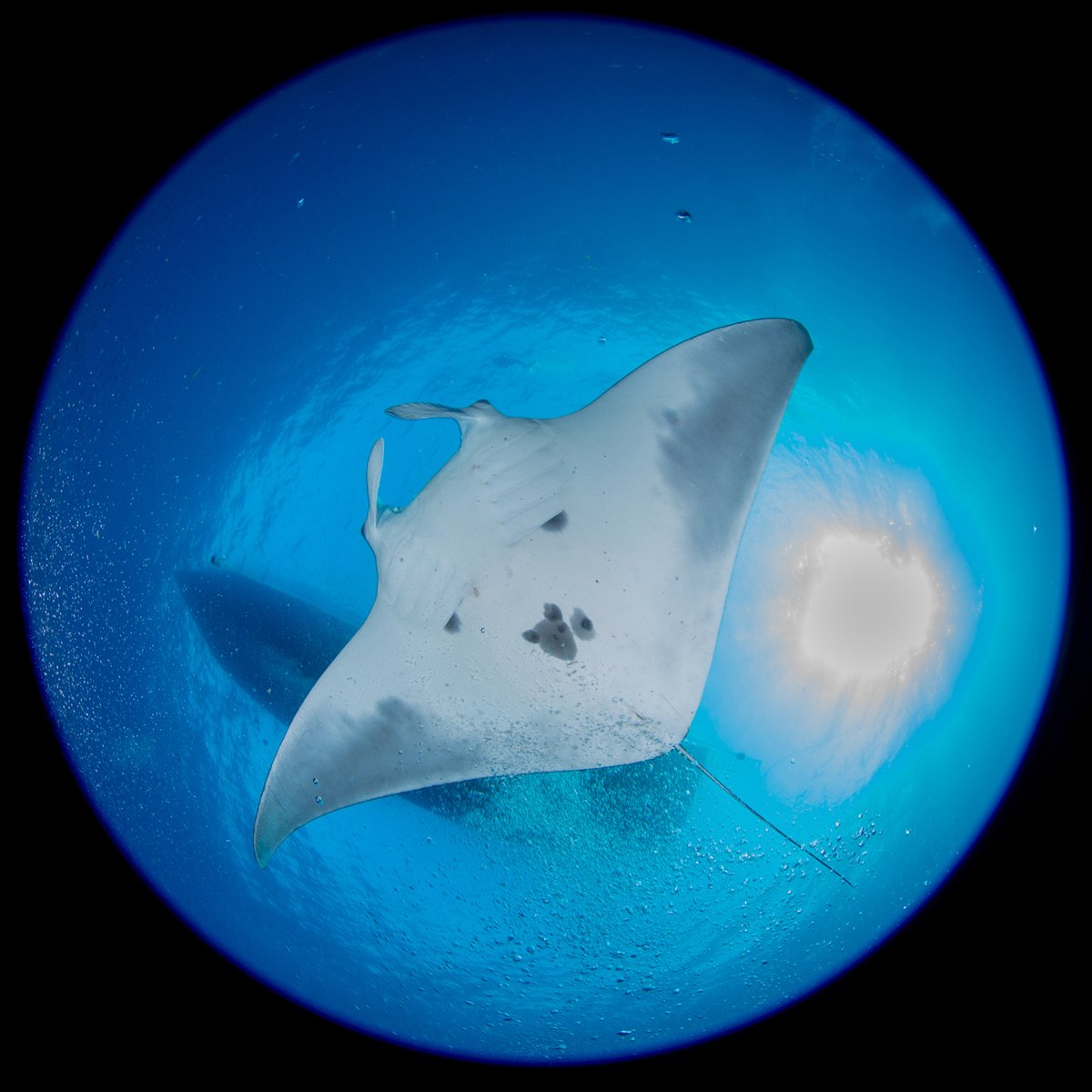FGBNMS's tweet photo. The #EndangeredSpeciesAct (ESA) was enacted on this date in 1973 to #PreventExtinction and help species recover to the point where they no longer need protection under this law.

Several sanctuary species benefit from this protection: #SeaTurtles, #MantaRays, and some corals. https://t.co/Jn8iUPVyqw